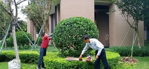 除草.webp.jpg